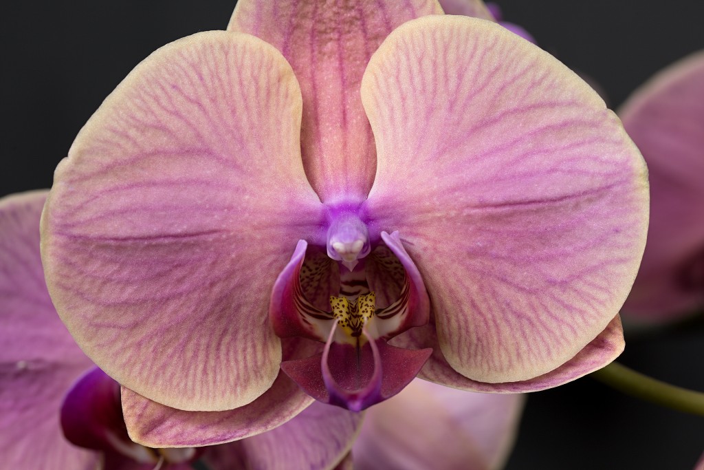 orchideeën orchidee orchideeen hdr bloem Orchidaceae natuur flora bloemen orchis sierbloem sierplant phalaenopsis orchidaceae